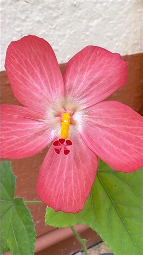 Tropical Jewel Hibiscus: Rose Mallow#shorts #shortsfeed #shortsyoutube