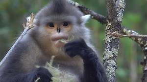 The battle to save China's black snub-nosed monkeys