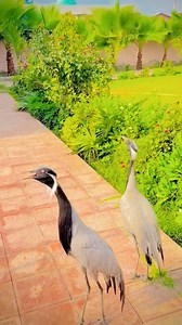 Crane Birds Singing 🌼♥️ #cranelife #cranebird #birdsphotography #birdwatching #birdlife #reel #birds #singing | Pk Parrotss