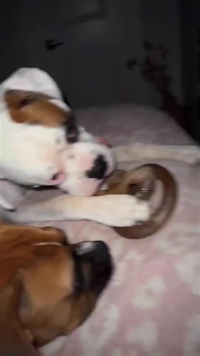 Funny Boxer Dog Moments That Will Make You Smile