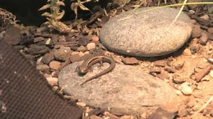Create a lizard-friendly habitat
