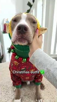 He did such a good job 🥺❤️ #santa #pitbull #shorts #christmas #dogs #cute
