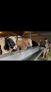 16K views · 222 reactions | Sapi setia farm baru makan sore | Pesona wisata kita | Facebook
