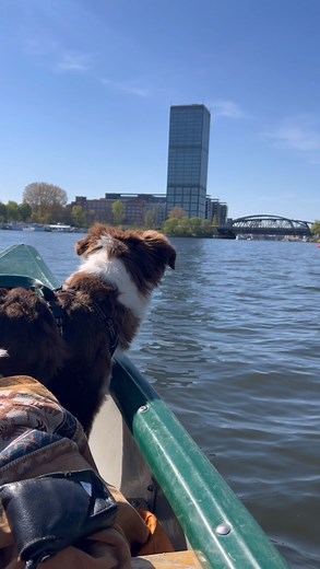 visitBerlin on Instagram: "Did you know that Berlin has been elected the most dog-friendly city in Germany twice?❤️ #visitberlin #doglover"