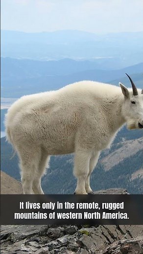 A Mountain goat scaled a sheer cliff, defying the ice #animals #wildlife #nature