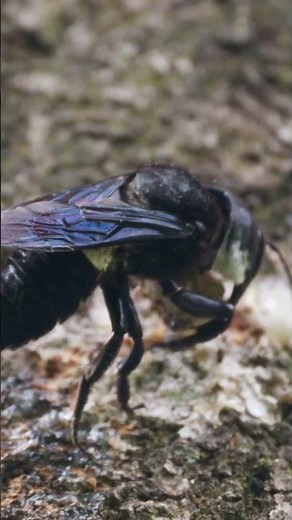 Wallace’s Giant bee