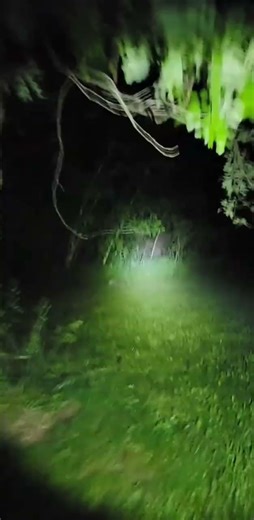 ALIEN . live alien found walking around in woods