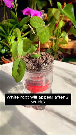 5.3K views · 50 reactions | Simple flower propagation method #gardeninggoals #gardeningistherapy #gardeningtips #gardeninglife #gardening_love #gardeninguk #gardening101 #gardeningtools #gardeningislife #gardeningtherapy #gardeningknowhow #gardeningseason #gardeningismytherapy #gardeningmakesmehappy #gardeningaustraliamag #gardeningday #gardeningideas #gardeningphoto | Gardening love | Facebook