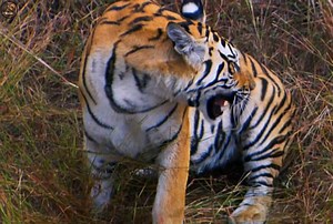 1.2M views · 55K reactions | The Tiger - [ हिन्दी डाक्यूमेंट्री ] #wildlife #animals #tiger #discovery #wildworlddocumentary | Wild World | Facebook