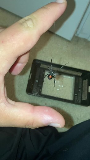 Black Widow Spider Diet and Behavior Revealed