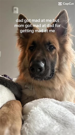 Funny Dad Reaction to Dog's Antics