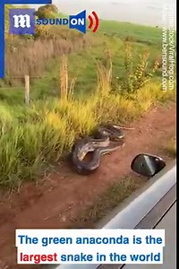 This massive anaconda is NOT in a good mood🐍 via Shutterstock | Daily Mail Video