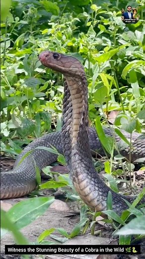 Witness the Stunning Beauty of a Cobra in the Wild 🌿🐍 #snake #wildliferescue #wildlife #cobra