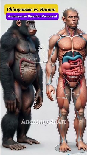 Chimpanzee vs. Human: Anatomy and Digestion Compared