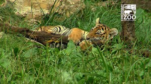 81K views · 1K shares | Our 5-month-old Malayan tiger cubs are very...
