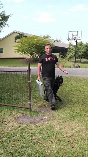 793K views · 30K reactions | 125-Lb Cane Corso PROTECTS Suitcase Full of Money #dog #dogs #puppy #canecorso #canecorsoitaliano #bitework #protectiondog #fyp | American Standard Dog Training | Facebook