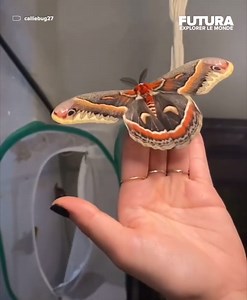 [🌍] Caleigh Stinson est une grande passionnée de papillons, et spécialement ceux de nuit (hétéroceres). Elle vous propose d’apprendre comment attraper un lépidoptère sans lui abîmer ses ailes. 👍 Vous verrez également la naissance et les superbes couleurs du l'Argema mimosae, le papillon de Lune Africain ! Une petite merveille de la nature. 🦋😍 | Futura - Inspirons l'avenir