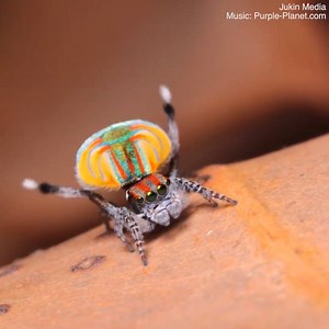 7M views · 505 reactions | This cute little spider will cure your arachnophobia! ️ | Only In Australia | Facebook