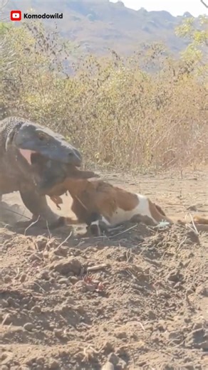 HOW Komodo Dragon Huge Mouth Eats Goat #komododragon #wildlife #animalshorts