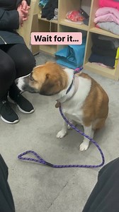 471K views · 4.7K reactions | Big BIG Mistake With Nervous Dogs… … a...