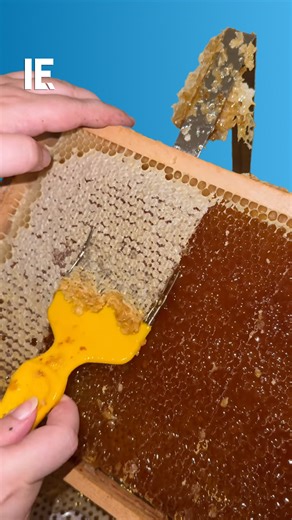 Uncapping fork strips wax seal from honeycomb cells, enabling smooth extraction, filtration, and efficient processing. 📹: imkerei_lukasschmider / IG | Interesting Engineering