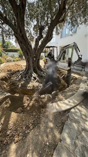 Building a Magical Wish Pond Around a Giant Tree