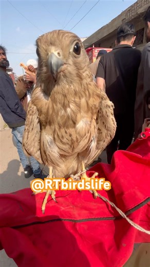Hand Tame Eagle (Shikra) at Sadar Pets Market #trending #viralvideo #pakistan #birds