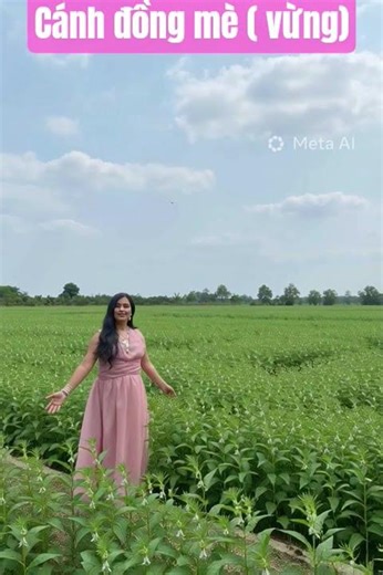 Cánh đồng mè ( vừng)Sa Déc.#Đồng Tháp#dulich#Ngọc Sương -Love