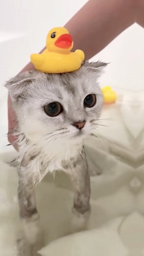 Kisa takes a bath for the first time #cat #cats #catbath #kitten #kitty | Catflix & Chill