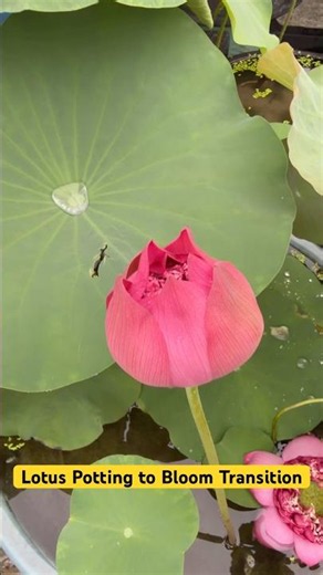 Lotus Potting Transition to Bloom Guide for Beginners Tub Setup