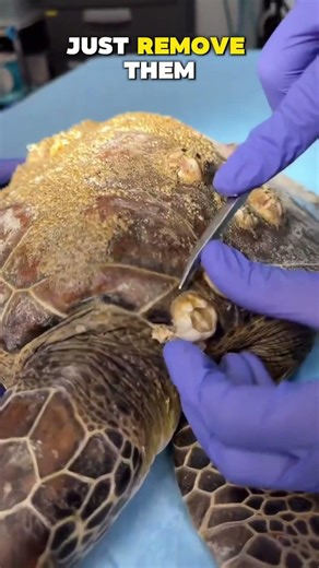 Do Barnacles Hurt Turtles? 🐢 #turtle #wildliferescue