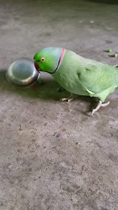 2.7M views · 29K reactions | Very Angry Talking Parrot 列 #reels #funny #comedy #reelsvideo #parrot #birds #talkingparrot | Chandu Dot Com | Facebook