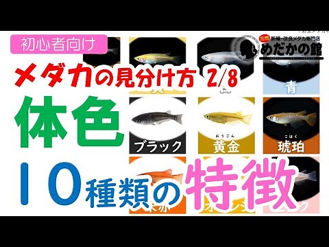 【メダカの見分け方 2/8】メダカの体色 10種類の解説
