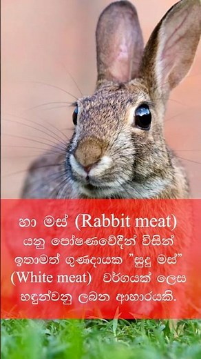 The benefits of rabbit meat