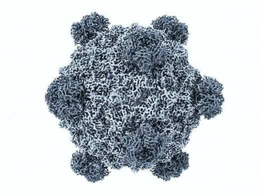 The DNA genome of the bacteriophage ΦX174 was the first to be sequenced and synthesised in full, establishing this bacteriophage as a pioneering model in molecular biology. Today, ΦX174 reaches a new… | Claudia D.