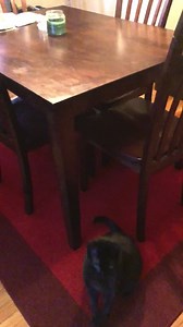 5.6K views · 520 reactions | Loki loves to play this string game! | Anthony Gomes | Facebook