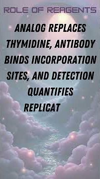 BrdU Incorporation Assay