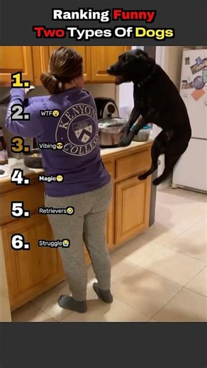 Ranking Funny Two Types Of Dogs
