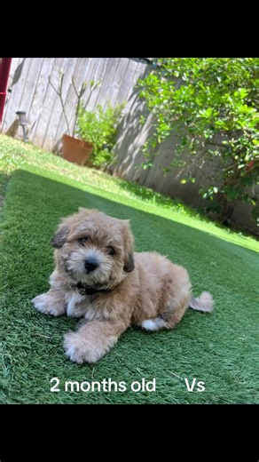 Growing Up: My Oakley Boy at 2 and 4 Months