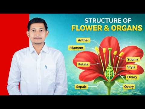 Flower Structure and Organs