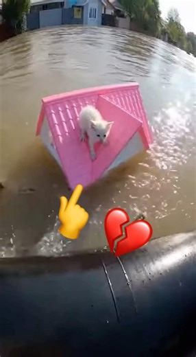 I saved this little cat from a river flood… ❤️ #rescue