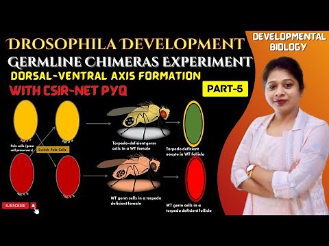 Drosophila Development-5 | Germline Chimeras Experiment | Dorsal Ventral Axis Formation Drosophila