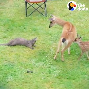 3.3M views · 68K reactions | When this wild otter met a deer and her babies, he couldn't EVEN ❤️❤️❤️ | The Dodo | Facebook