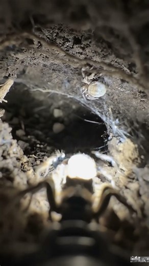 ny Camera Mounted on a Burrowing Spider Exploring Its Underground Nest | Real Micro POV Documentary