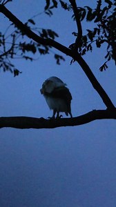 Have you ever seen a barn owl drop a feather while preening? Barn owl feathers are quite distinctive, so finding one can be a great way to tell if barn owls are present in an area. You can also keep your eyes peeled for droppings, which dry to a white chalky substance similar to whitewash, and barn owl pellets, which are formed when they regurgitate the undigested remains of their prey. And listen out for the distinctive bone-chilling screech that barn owls make – once you hear it, it’s easy to 