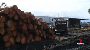 2.6K views · 40 reactions | ANOTHER WA TIMBER MILL TO CLOSE EARLY As WA's native logging ban looms another mill has decided to shut its doors. The company hasn't received enough timber to keep it going. It'll be closed by the end of June. | 7NEWS Regional WA | Facebook