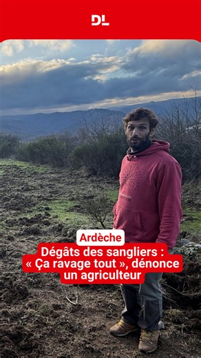 🐗 Thomas Méry, castanéiculteur et éleveur à Saint-Étienne-de-Serre (Ardèche) découvre des dégâts causés par les sangliers dans ses prairies « tous les jours ». « Ça ravage tout », lâche-t-il. Comme son syndicat, la Confédération paysanne, il demande de pouvoir installer des pièges pour les sangliers car, selon lui, la chasse ne suffit plus. 🎥 Laure Fumas 🎞️ Corentin Le Gall | Le Dauphiné Libéré