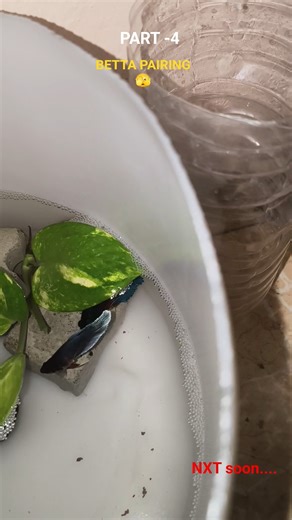 BETTA PAIRING 🫣🐟 #bettabreeding #bettafish #fishfarming
