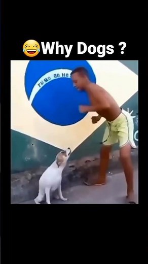 Brazilian Dog dancing 😂Dancing dog video funny #shorts #funny #dog #meme #shortsyoutube #short_video