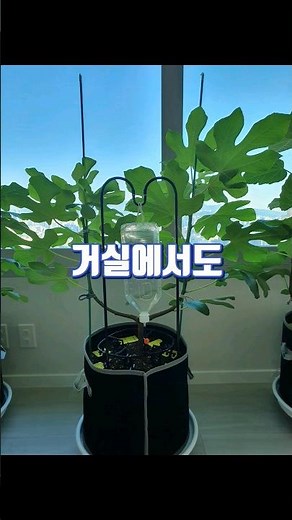 7개월만에 수확하는 과일나무